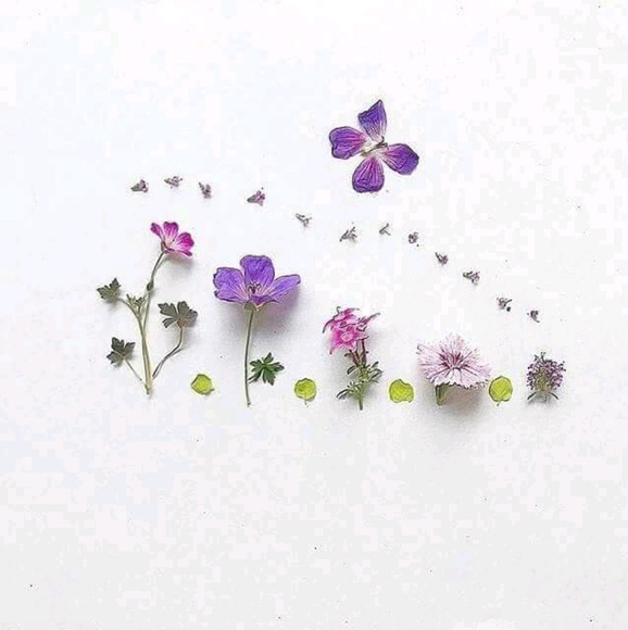 Meet your Posher, Amira - Picture 1 of 1